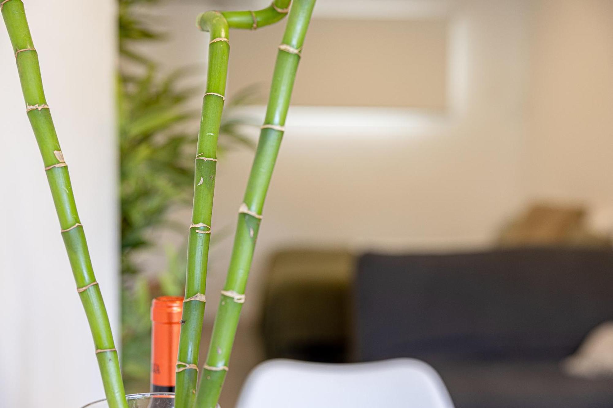 Bambu Suites Vegueta Alquiler Por Habitacion 大加那利岛拉斯帕尔马斯 外观 照片